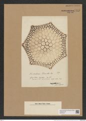Triceratium schmidtii Janisch (de-Toni-Nr.: Genus 139, Species 3705) Zeichnungen Sammlung Grunow Nr. 7177 (NHMW-BOT-W0376157)